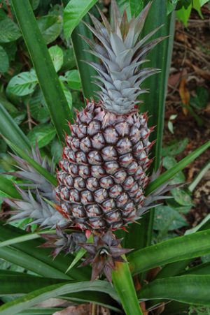 ananas